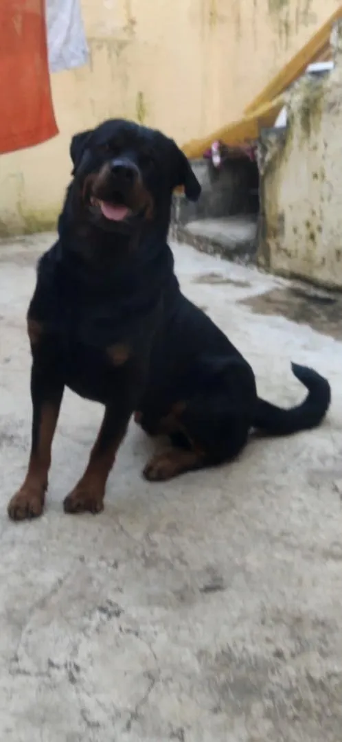 Chien Rottweiler de garde