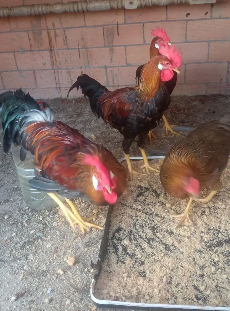 Poulets Leghorn dorés