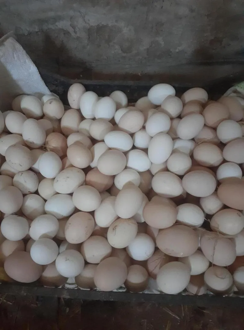 Oeufs fertiles mélange de races première génération