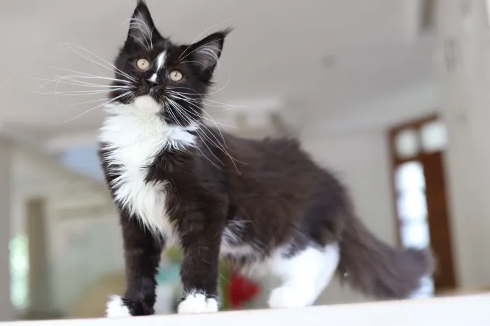 Chat maine coon avec Pedigree
