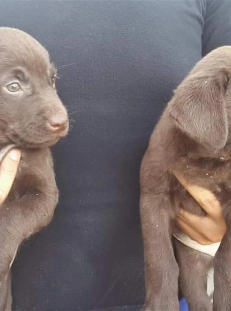 Chiots Labrador chocolat purs