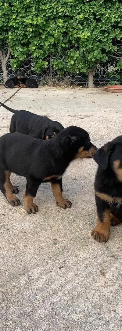 Chiots rottweiler pure race