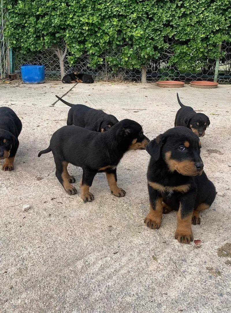 Chiots rottweiler pure race