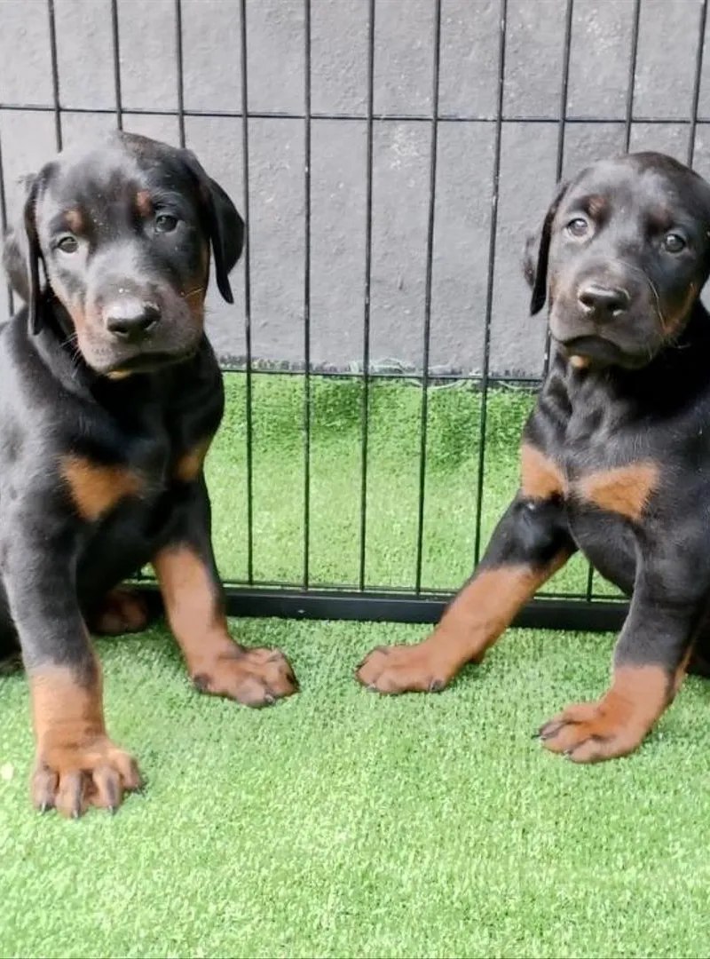 Doberman pedigree