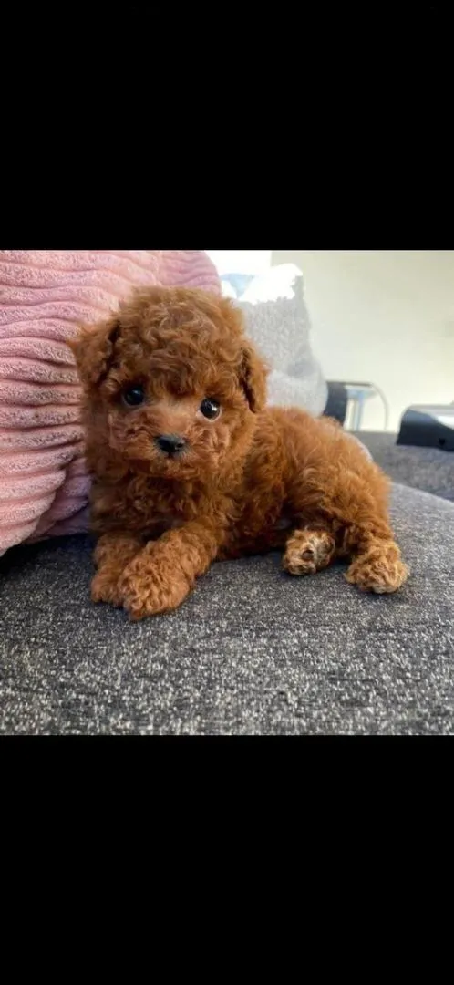 Poodle toy