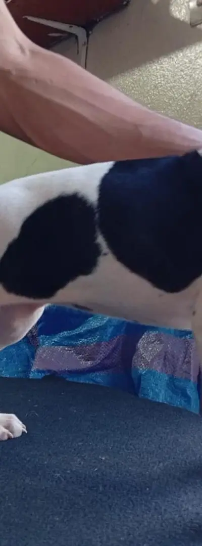 Chien de chasse Pointer