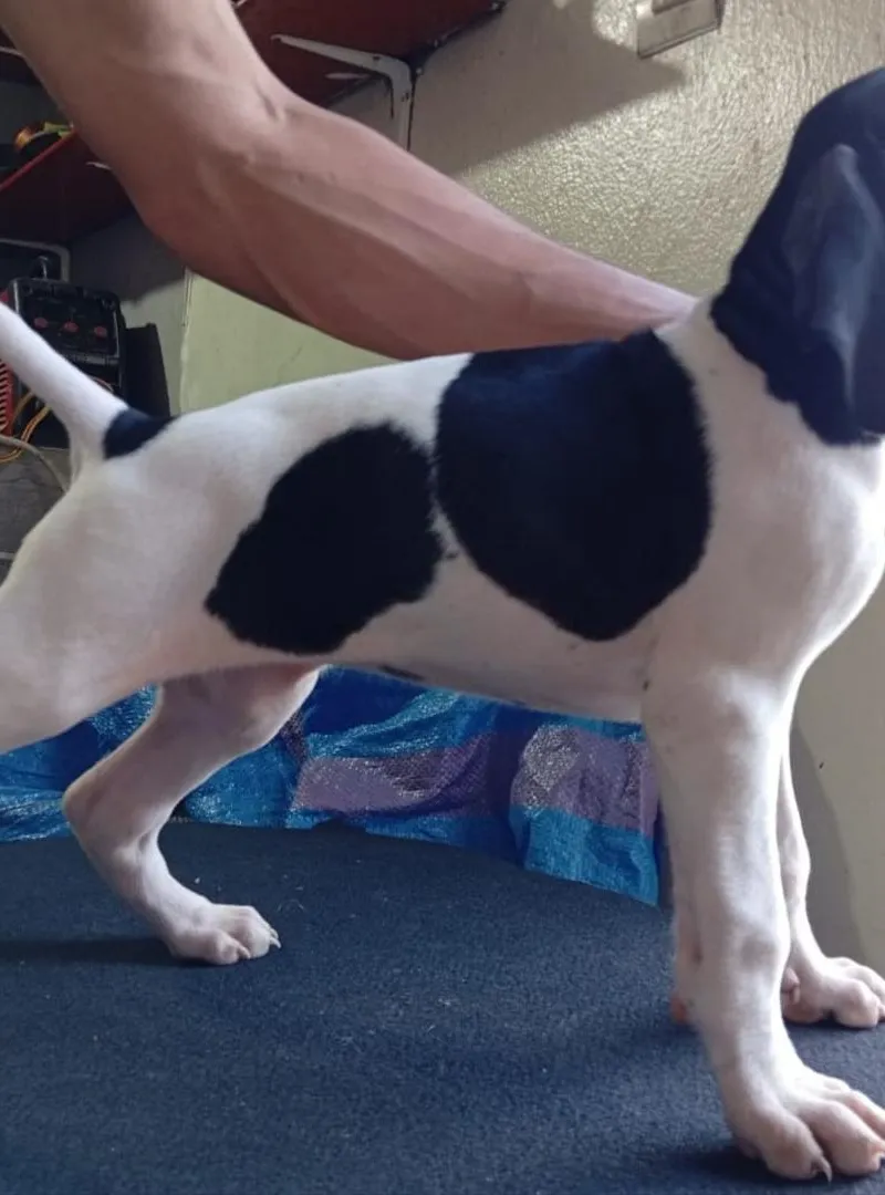 Chien de chasse Pointer
