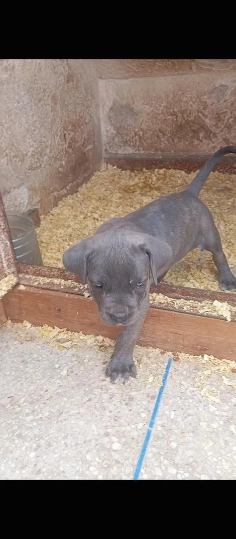 Femelle cane corso pure race