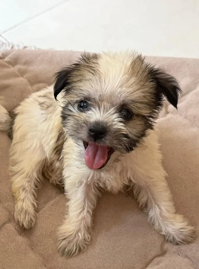 Bichon à vendre – avec accessoires 🐶