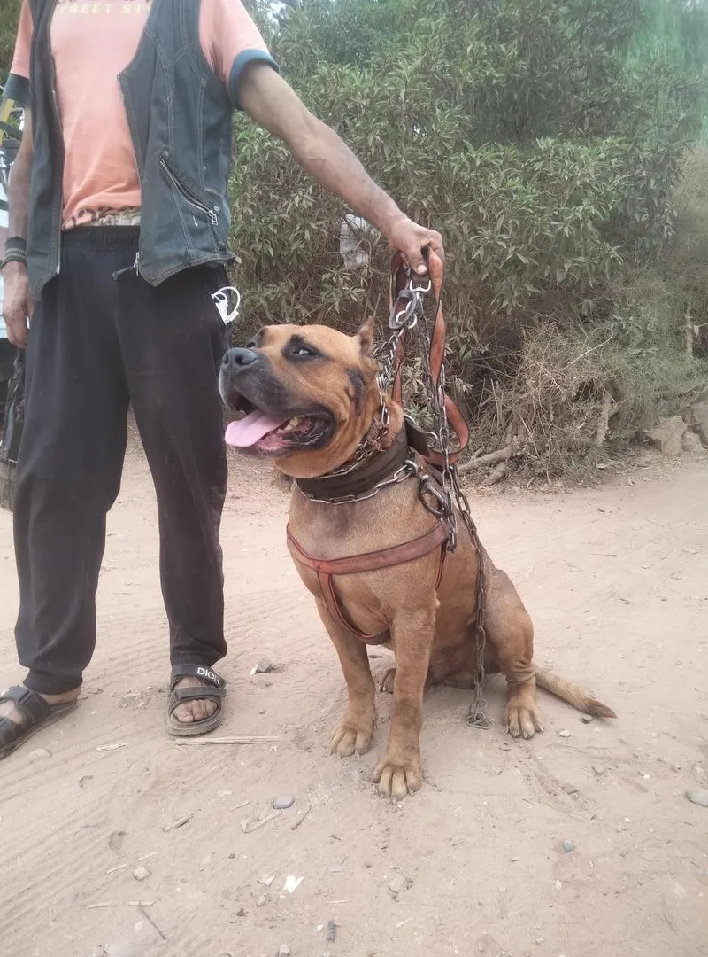 Chien à vendre de race Cane Corso