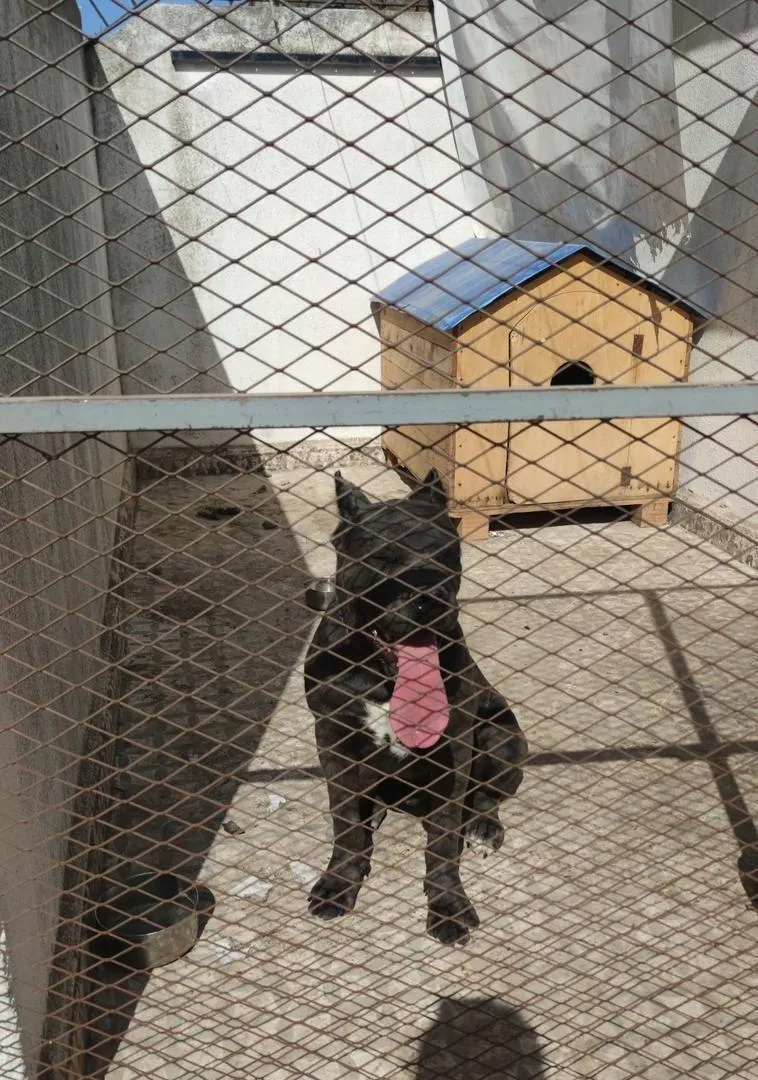 Chien Cane Corso