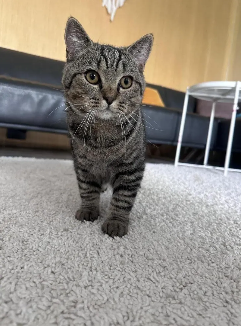 Chat Scottish Straight
