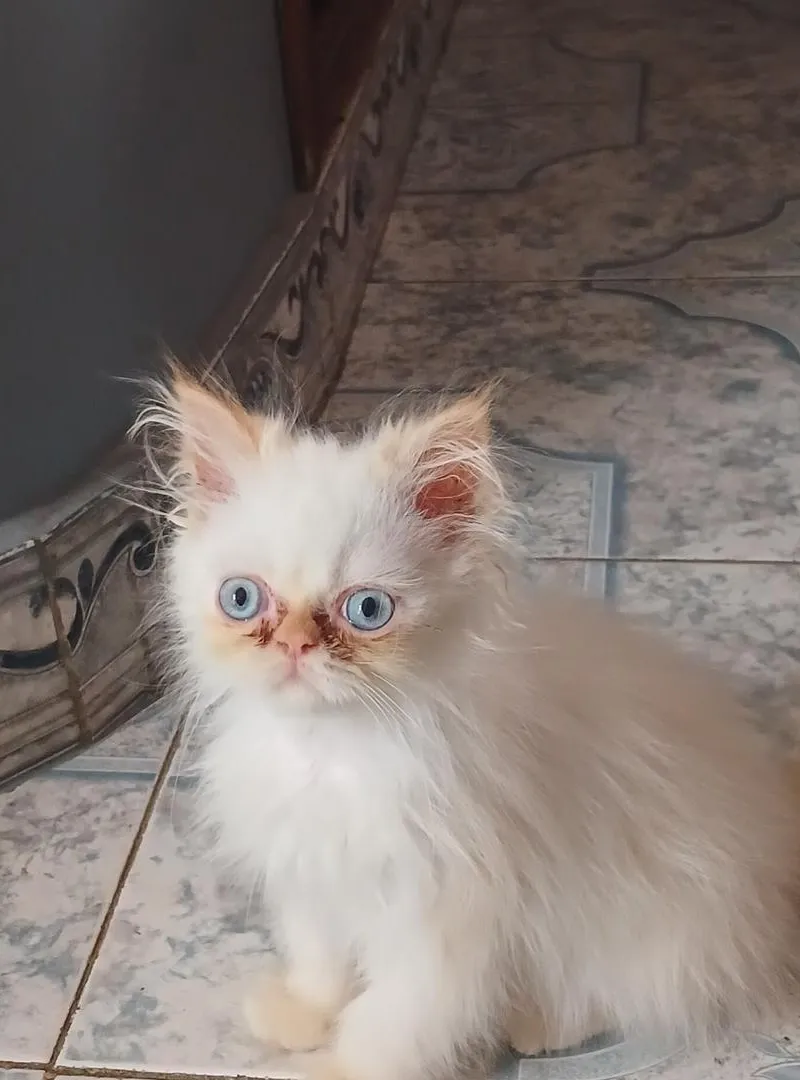 Chatte pure race