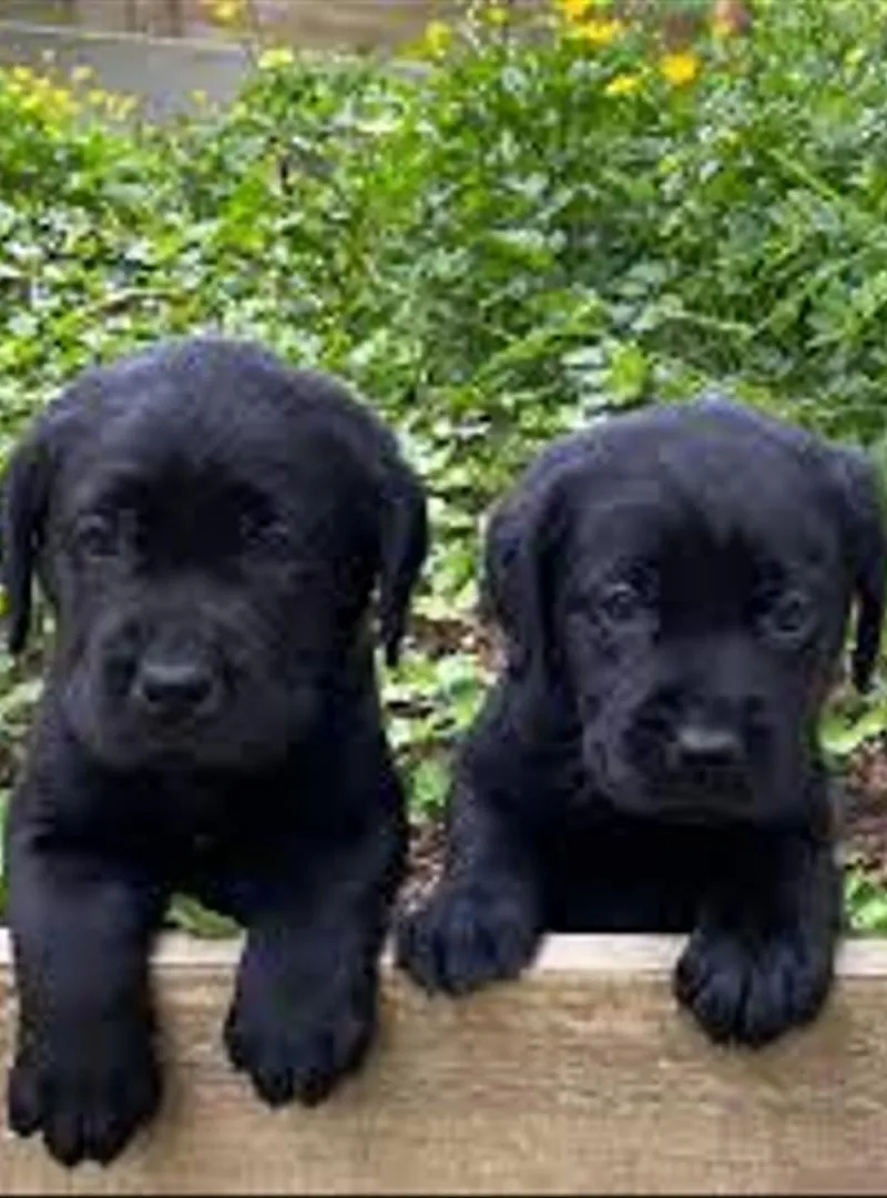 Bébé Labrador retriever noir