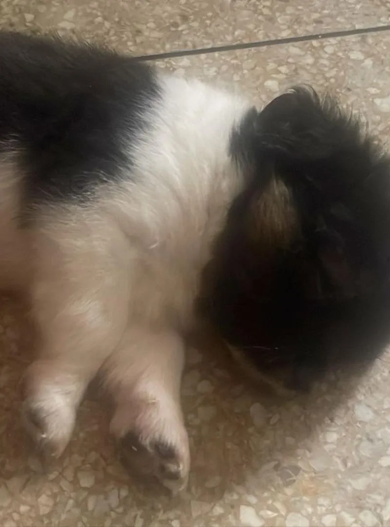 BICHONS À VENDRE