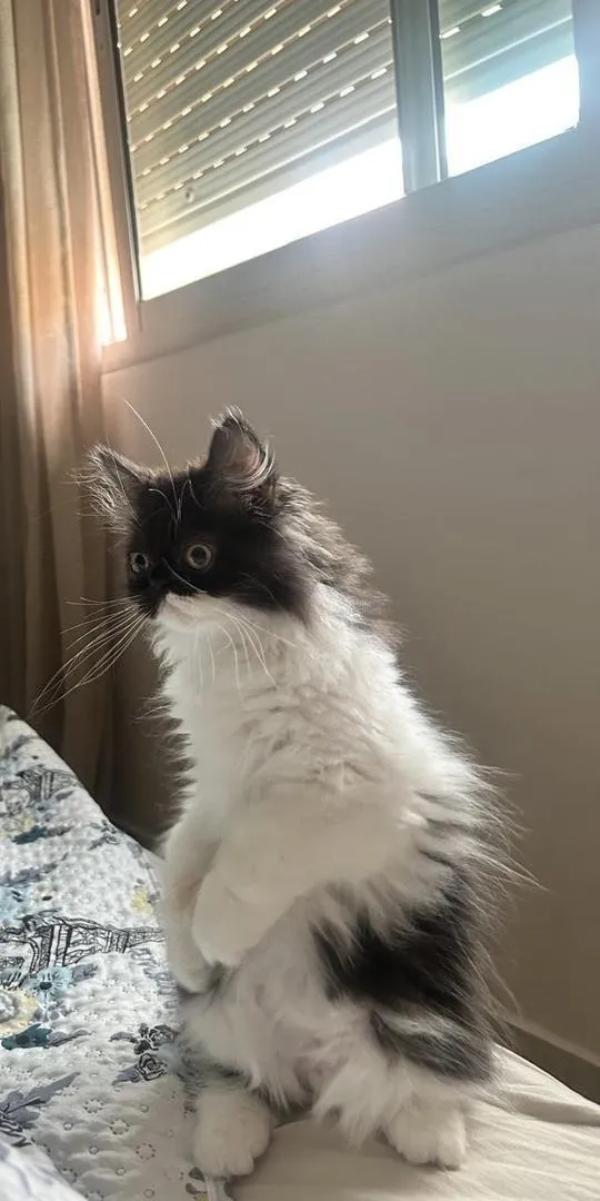 Persan trop mignon avec son carnet de santé.