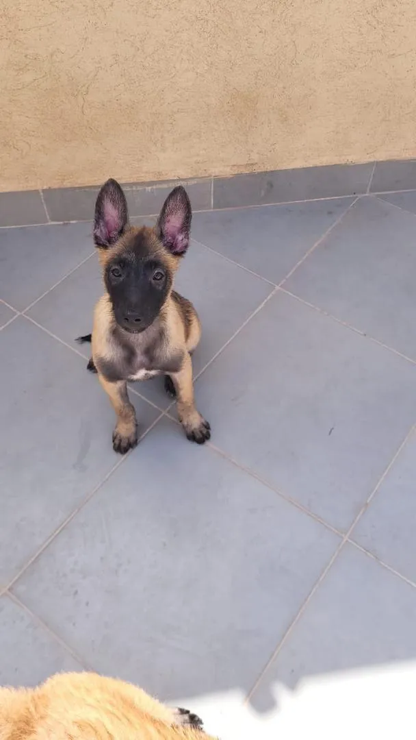 Malinois Charboné
