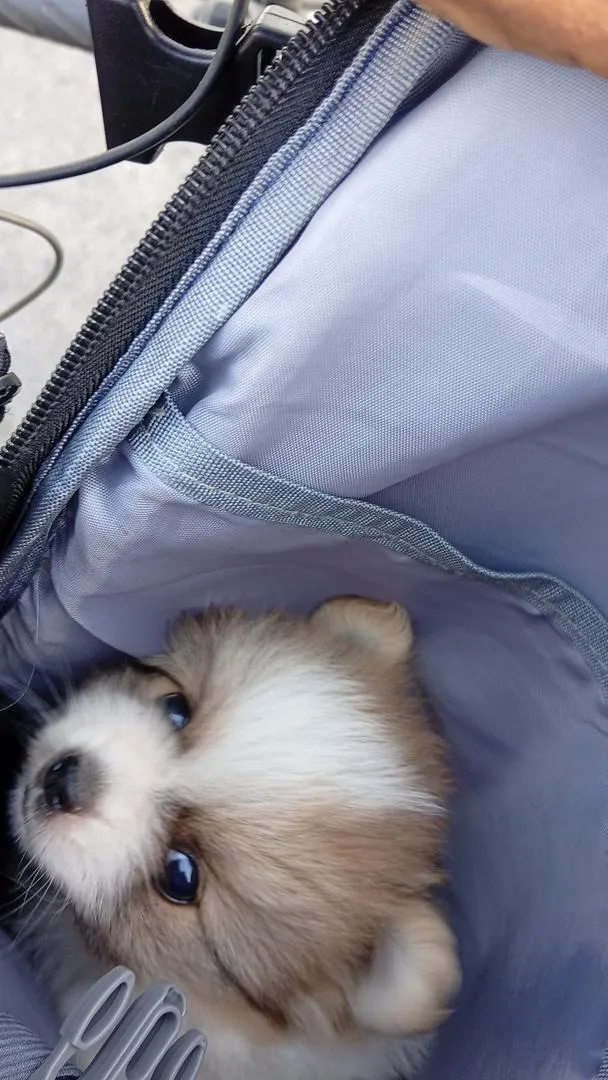 Femelle Spitz Pomeranian chiot
