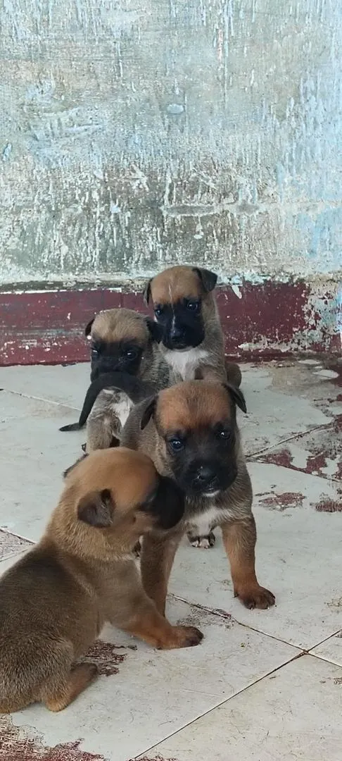 Chiot Boxer