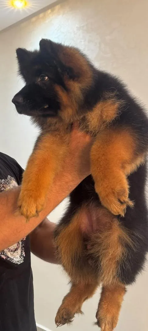 Chiot berger allemand poids lourd casser