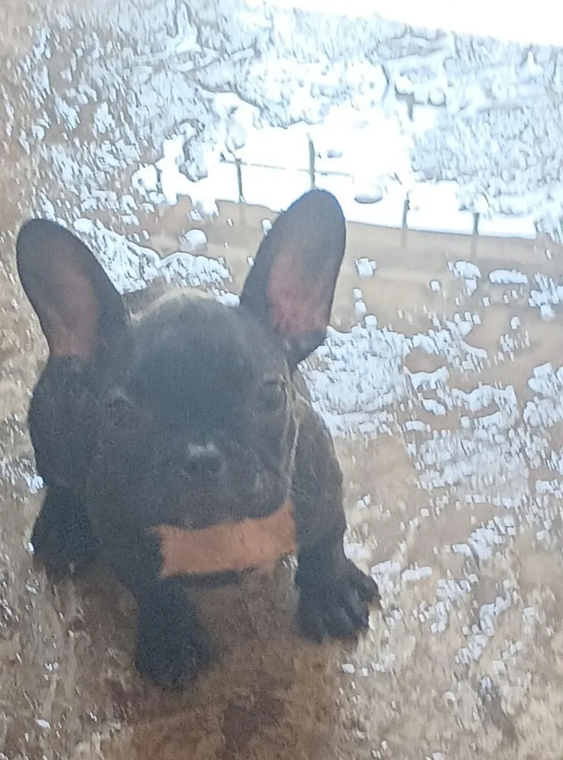 Les chiens 🐕