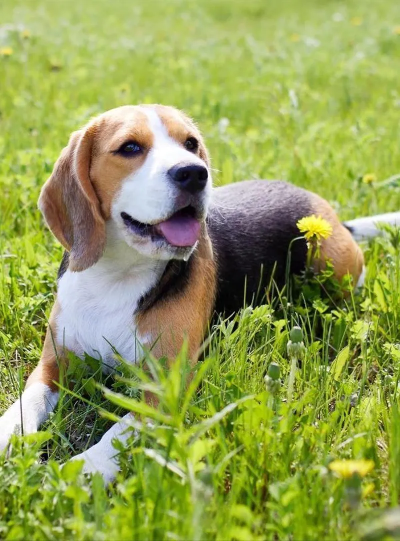 Chiot Beagle