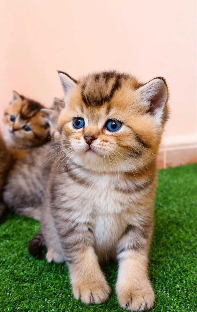 British Shorthair 💯 pur Or