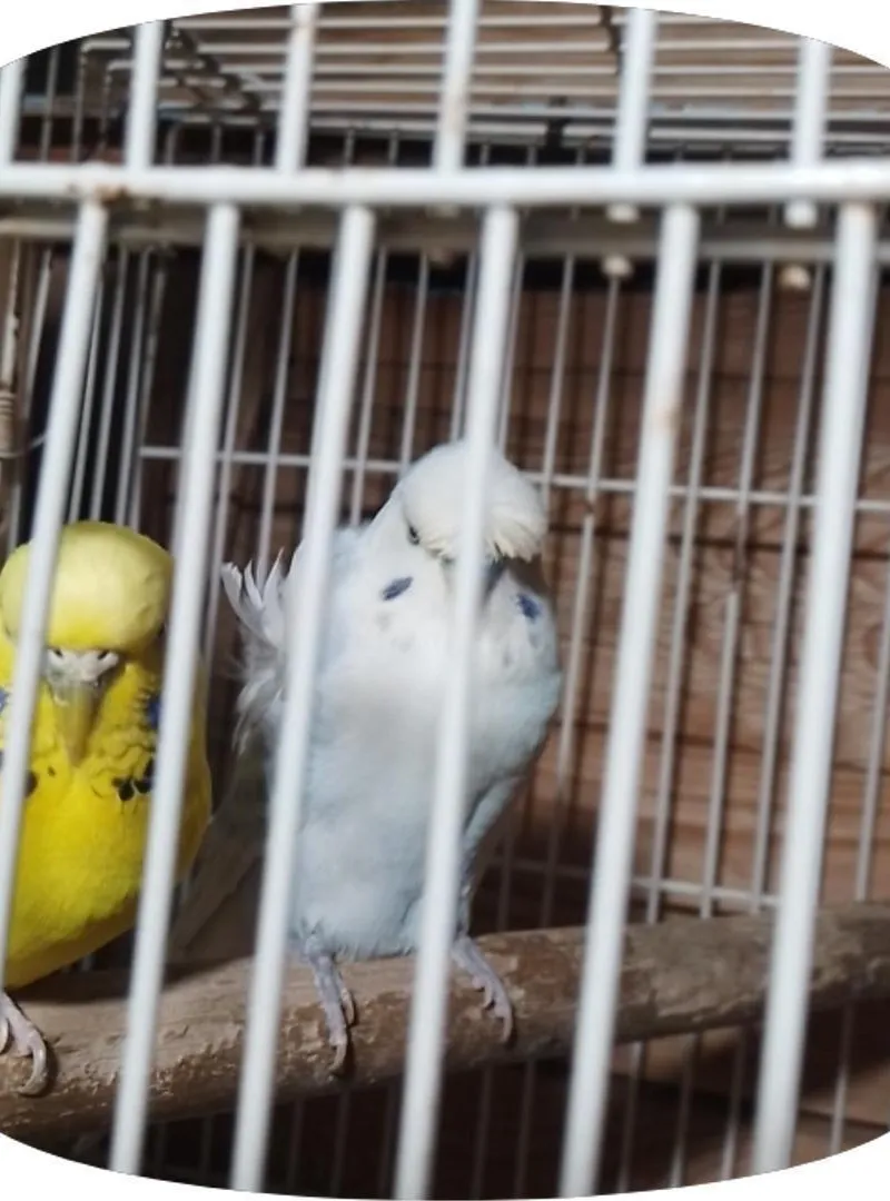 Couple d'oiseaux perruches (mutation Texas et Hoco)