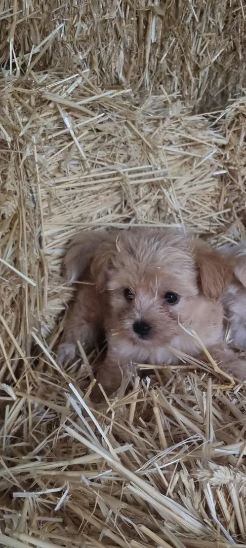 Chiots Bichon Havanais