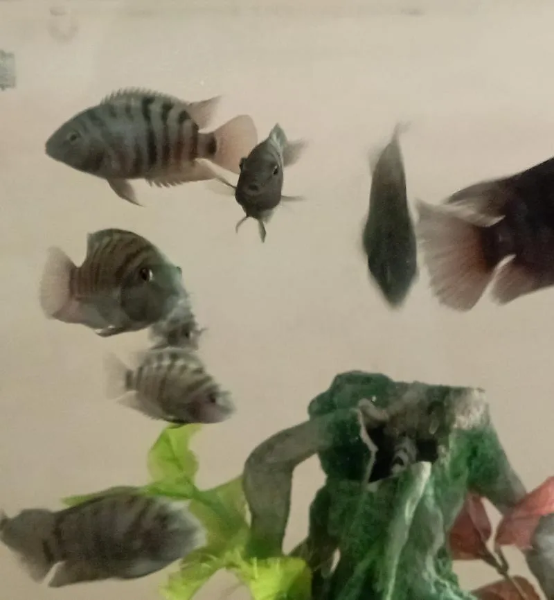 Poisson d'aquarium