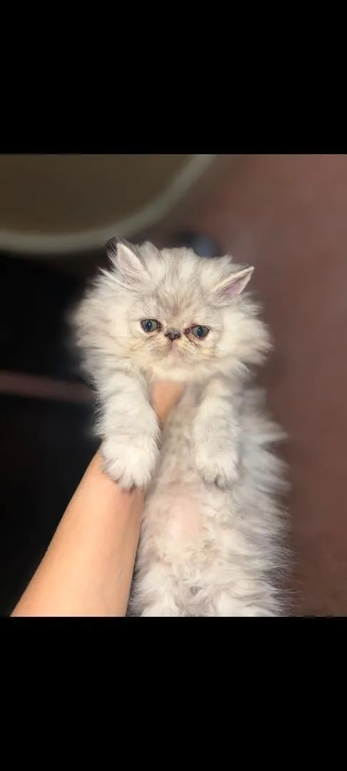 Chat perso 🐱