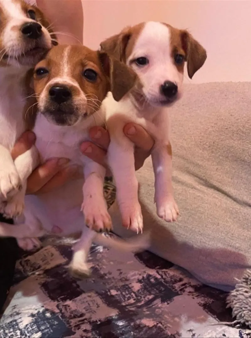 Jack Russell
