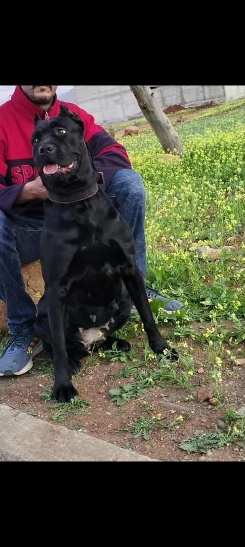 Chiot Cane Corso