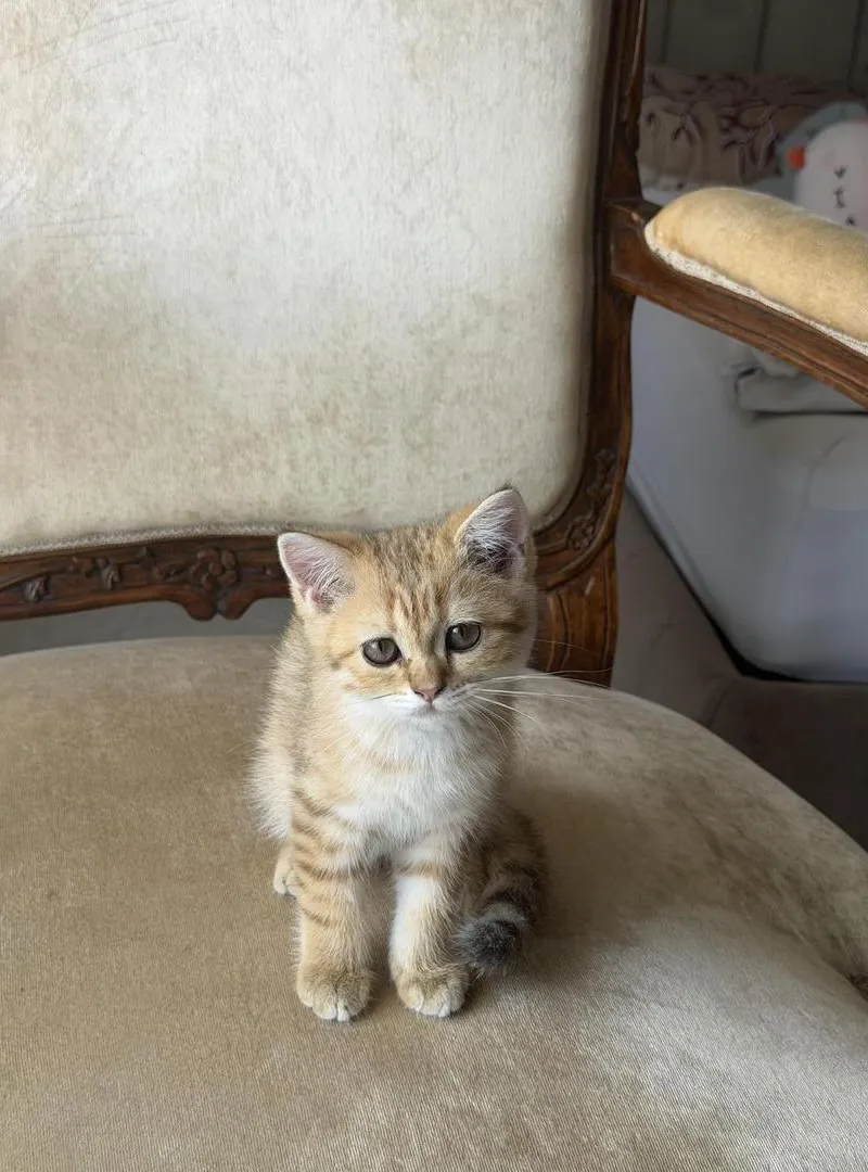 3 chatons british femelles