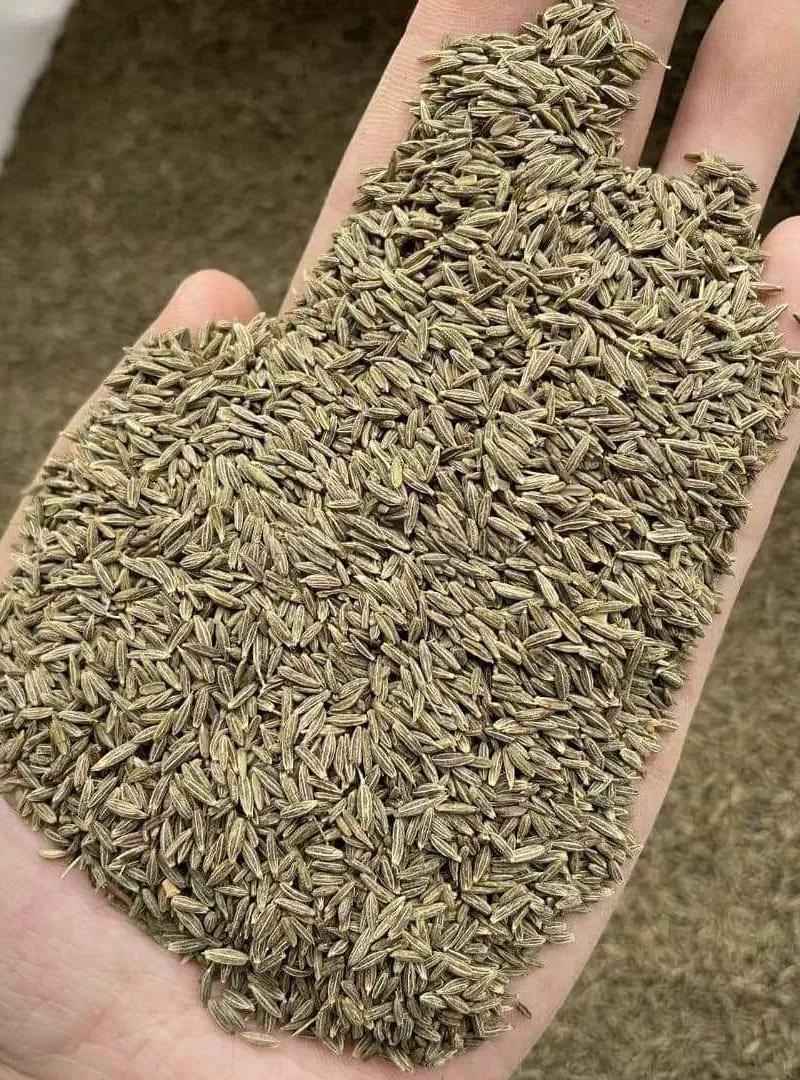 Grains de cumin de haute qualité