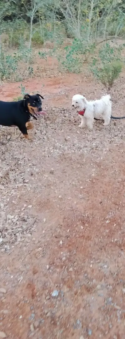 Dressage et garderie pour chiens
