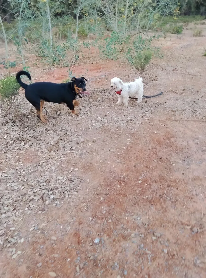 Dressage et garderie pour chiens