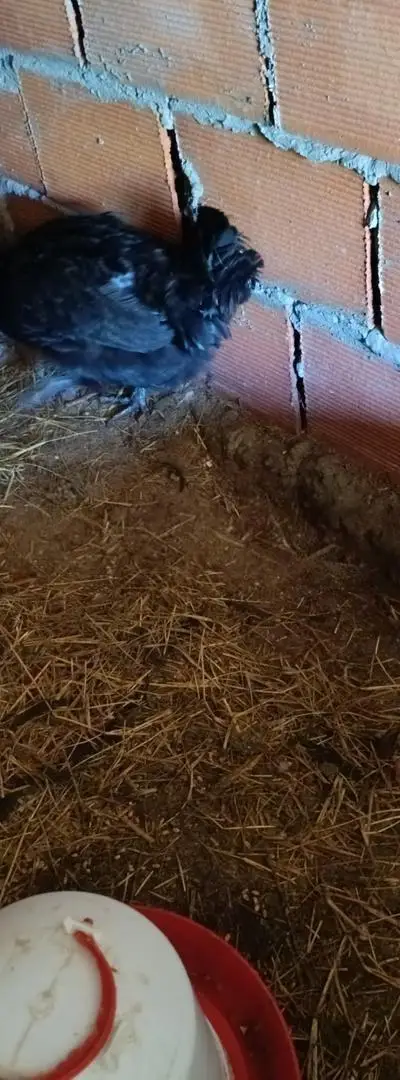 Oeufs fécondés poules cailles