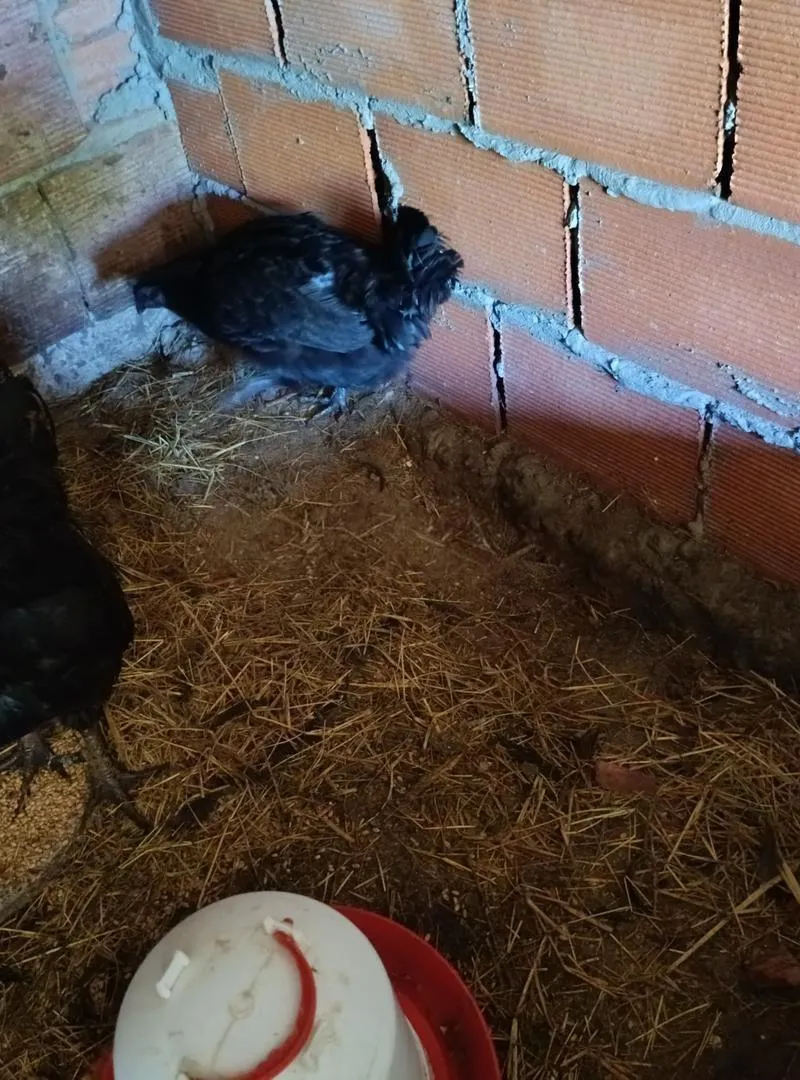 Oeufs fécondés poules cailles