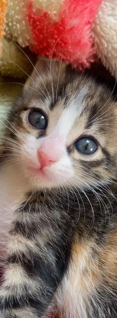 Adorable chaton à vendre