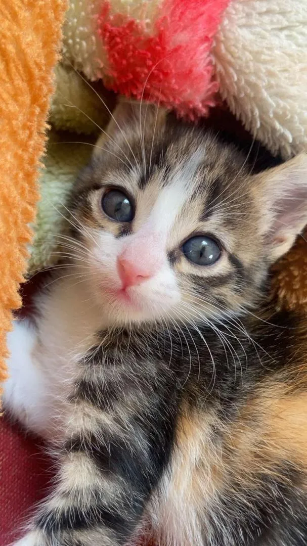 Adorable chaton à vendre