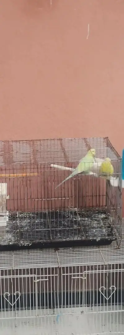 🐦 Groupe d'oiseaux Rainbow perruches avec cage