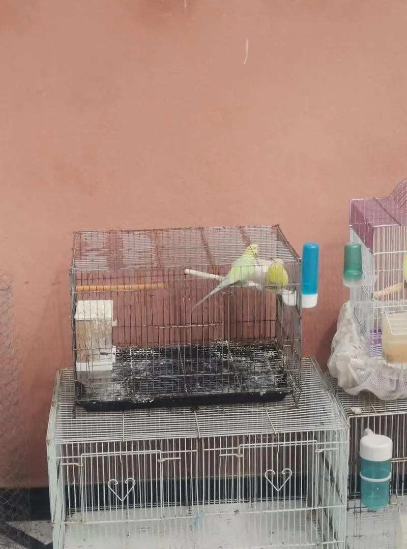 🐦 Groupe d'oiseaux Rainbow perruches avec cage