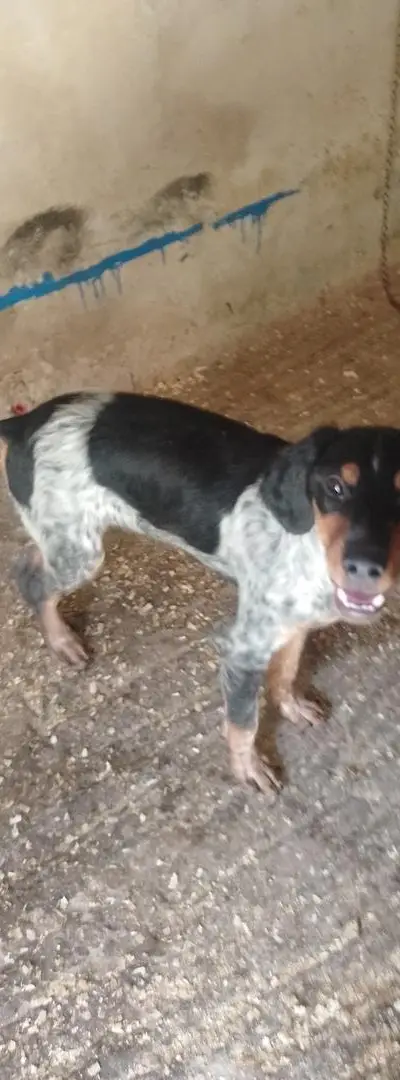 Un chien de chasse