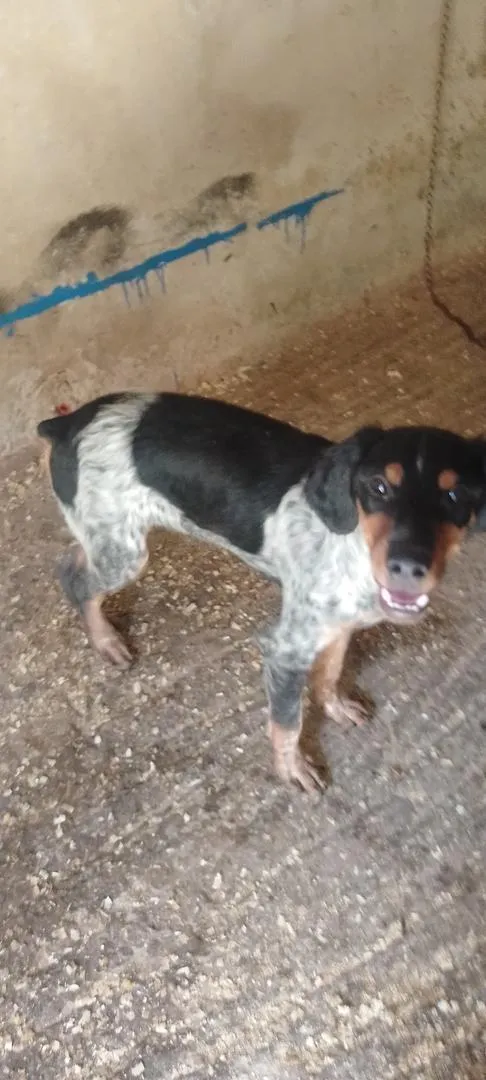 Un chien de chasse