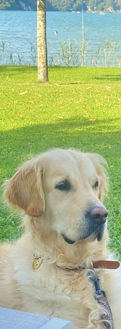 Garde de chiens / Dogsitter