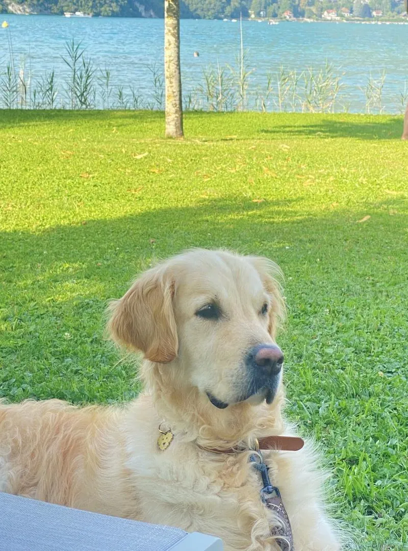 Garde de chiens / Dogsitter