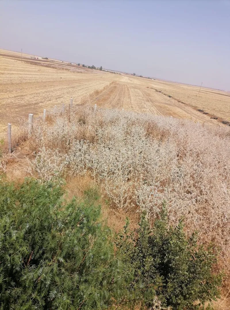 Terrain agricole titre à Tamadroust près de Settat