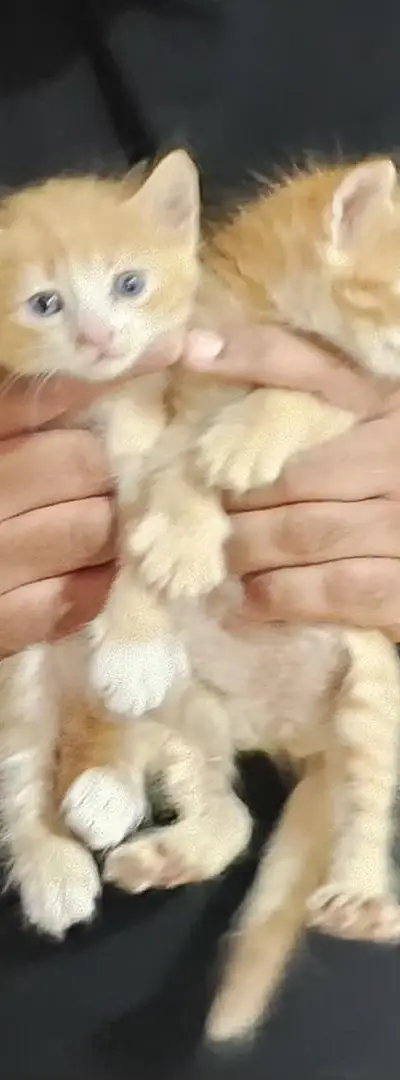 Chaton tabby 2 mois