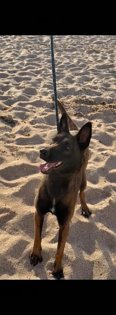 Femelle malinois charbonnée 10 mois dressage complet ❤️